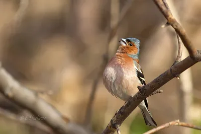 chaffinch / зяблик | There are a lot of unique birds in Arme… | Flickr