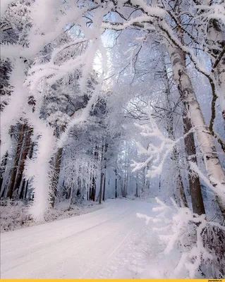 Сказочная зима картинки - 67 фото