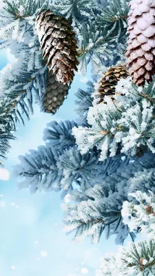 Photo Winter Nature Snow Branches Conifer cone 1080x1920