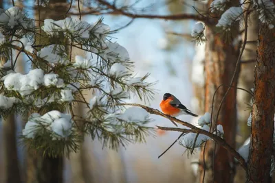 Какие птицы прилетают зимой? Зимние птицы - кочевники | Природа и экология  | annie_wild_life | Дзен