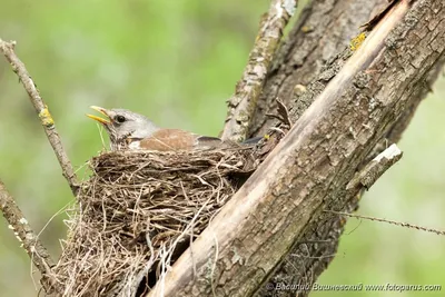 Зимующие птицы (Много фото!) - treepics.ru