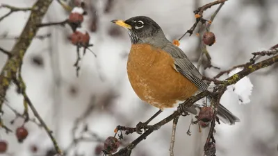 городские птицы | Wild Nature Photo