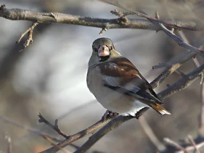 Birds of the Altai krai / Птицы Алтайского края's Journal · iNaturalist