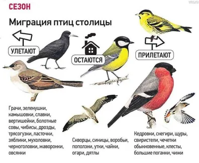 Итоги конкурса «Знакомьтесь, зимующие птицы Приамурья!». | 02.02.2023 | Зея  - БезФормата