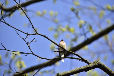 Birds of the Altai krai / Птицы Алтайского края's Journal · iNaturalist