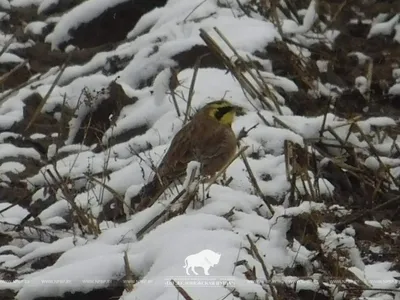 Зимующие птицы Пермского края. Итоговая таблица зимних наблюдений. ·  iNaturalist