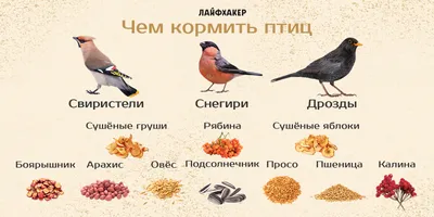 Обнаружен второй вид птиц, который может впадать в спячку - Российская  газета