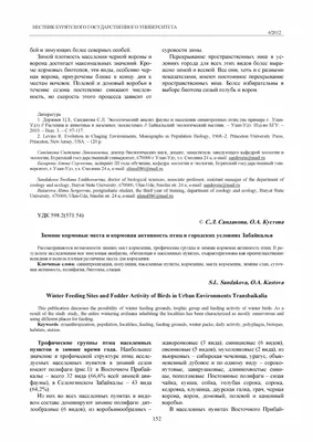 Зимние птицы не спешат прилетать в Амурскую область — Амурская правда,  новости Благовещенска и Амурской области