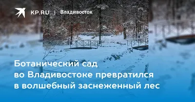 Ботанический сад, Владивосток (Институт ДВО РАН). Сайт, режим работы, цены  2024, как доехать, отели – Туристер.Ру