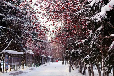 Томская зима | Пикабу