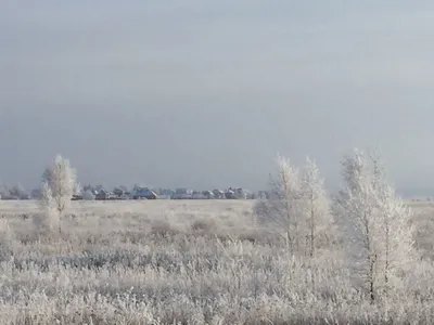 Ночная зимняя ночь в еловом лесу…» — создано в Шедевруме