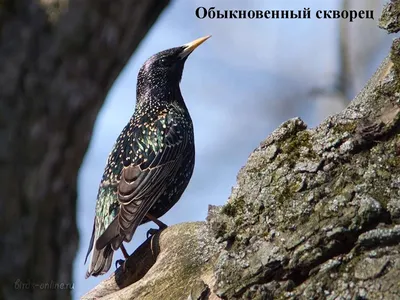 Зимующие в Уфе трясогузки - Атлас птиц Уфы