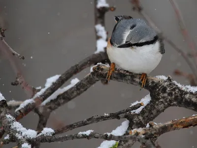 зимующие в Чувашии птицы | Wild Nature Photo