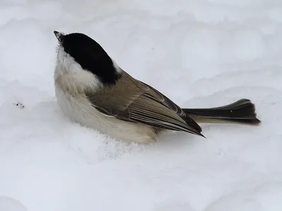 зимующие в Чувашии птицы | Wild Nature Photo