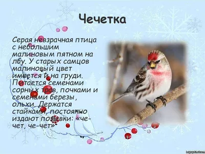 Какие птицы и как зимуют на Алтае: фотоподборка - Толк 03.12.2019