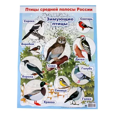 Плакат \"Зимующие птицы\" А2 купить по цене 54 р.