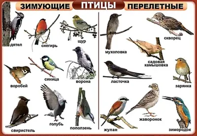 Какие птицы зимуют в Ленинградской области и чем их подкормить