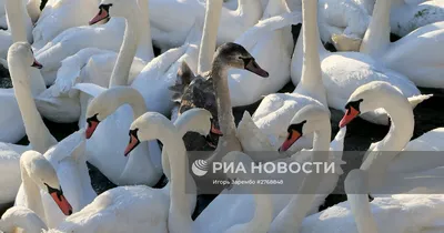 Жизнь дроздов в зимнее время на Куршской косе | Куршская Коса -  национальный парк