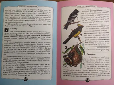 Птицы — это хрупкое звено, которое связывает нас с природой». Интервью с  Натальей Габеевой