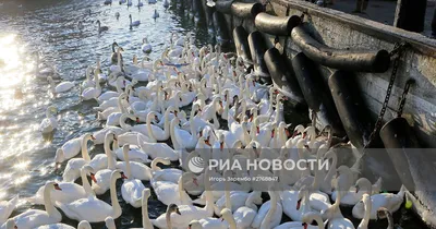 Лучшие работы Всероссийского экологического конкурса «Синицы-озорницы и  другие птицы» | Центр гражданских и молодежных инициатив - Идея