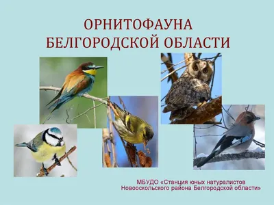 Занятие в подготовительной группе «Зимующие водоплавающие птицы в Калининградской  области» (2 фото). Воспитателям детских садов, школьным учителям и  педагогам - Маам.ру