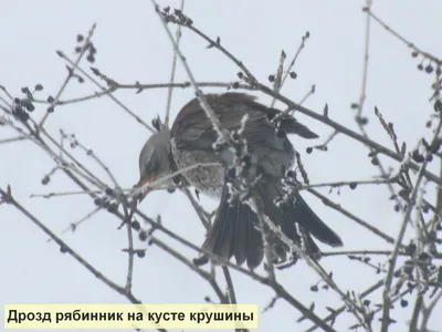 Лебеди в гавани Балтийска | РИА Новости Медиабанк