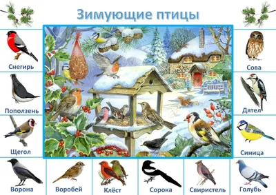 Как кормить птиц зимой? Только не хлебом! | 04.12.2023 | Приозерск -  БезФормата