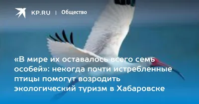 Хохотунья и старик - в Хабаровском крае обживаются новые птицы — Новости  Хабаровска