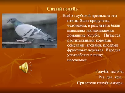 Лэпбук «Моя малая Родина, мой край, мой город», страница 17. Воспитателям  детских садов, школьным учителям и педагогам - Маам.ру