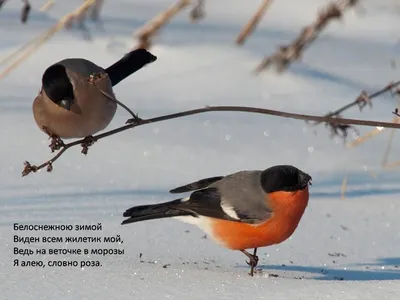 ЗИМУЮЩИЕ птицы РАЙОНА ХАБАРОВСКОГО КРАЯ