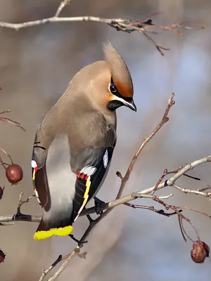 зонтик Российская зима 2023-2024's Journal · iNaturalist