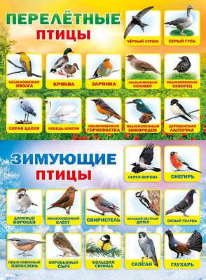 Названы птицы, которые перестали улетать на зиму из Московского региона - В  регионе - РИАМО в Люберцах