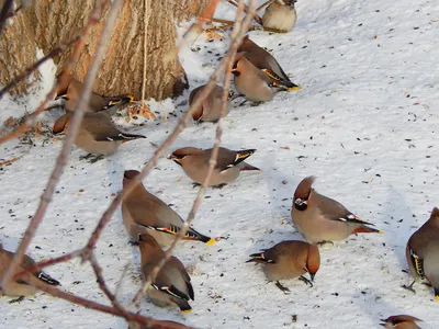 зонтик Российская зима 2023-2024's Journal · iNaturalist