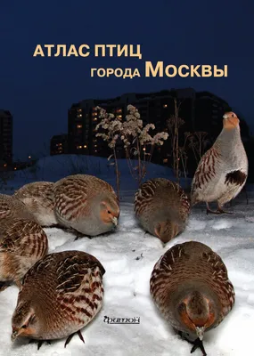 Остаемся зимовать: какие птицы не улетают из Москвы в теплые края / Новости  города / Сайт Москвы