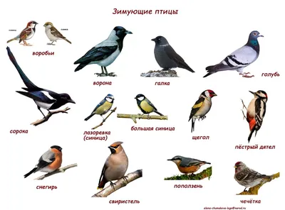 ПОКОРМИТЕ ПТИЦ ЗИМОЙ