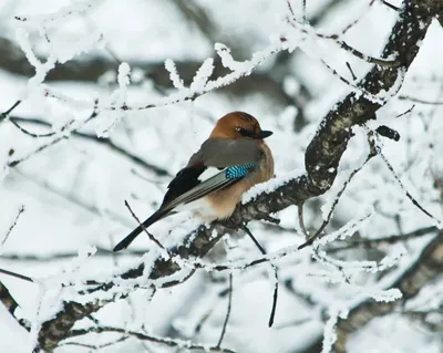 городские птицы | Wild Nature Photo