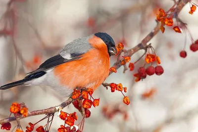 Домовый воробей (Passer domesticus). Птицы Сибири.