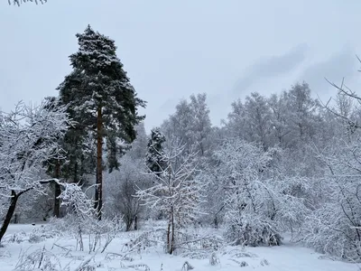 Поделка Зимушка-зима №274012 - «Новогодние фантазии» (24.12.2021 - 09:11)