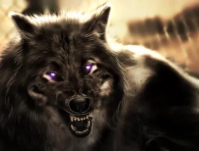 Wolf Face Drawing | Wolf Wallpaper