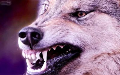 Арты на аву смешные (70 фото) » идеи рисунков для срисовки и картинки в  стиле арт - АРТ.КАРТИНКОФ.КЛАБ