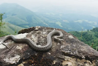 Кавказская гадюка (Vipera kaznakovi)