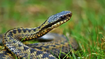 Lika Ivanova on Instagram: “Кавказская гадюка Казнакова (Vipera kaznakovi)  Одна из самых редких змей России и самых красивых наших гадюк. Занесена в  Красную кн…