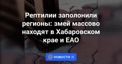 Ах ты, гадюка! В Тульской области прижились три вида змей | ОБЩЕСТВО | АиФ  Тула