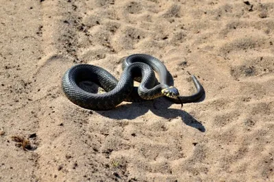 Змеи в Астрахани фото фото