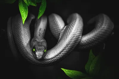 Ящеричная змея (Malpolon monspessulanus)