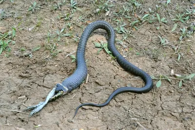2,5 метра\". Гиганта среди змей сфотографировали в Астраханской области