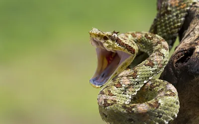 Змеи в Астрахани фото фотографии