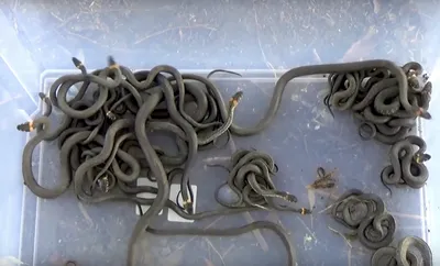 В Астрахани змея заползла во двор многоэтажки | Радиостанция «Южная Волна»