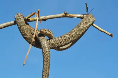 Пытавшийся \"съесть\" живую змею астраханец умер после ее укуса