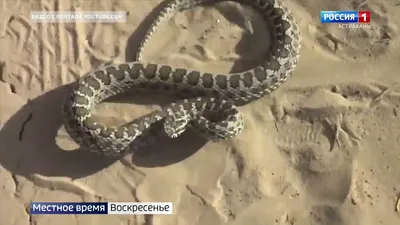 О нашествии змей сообщают жители Астрахани - KP.RU